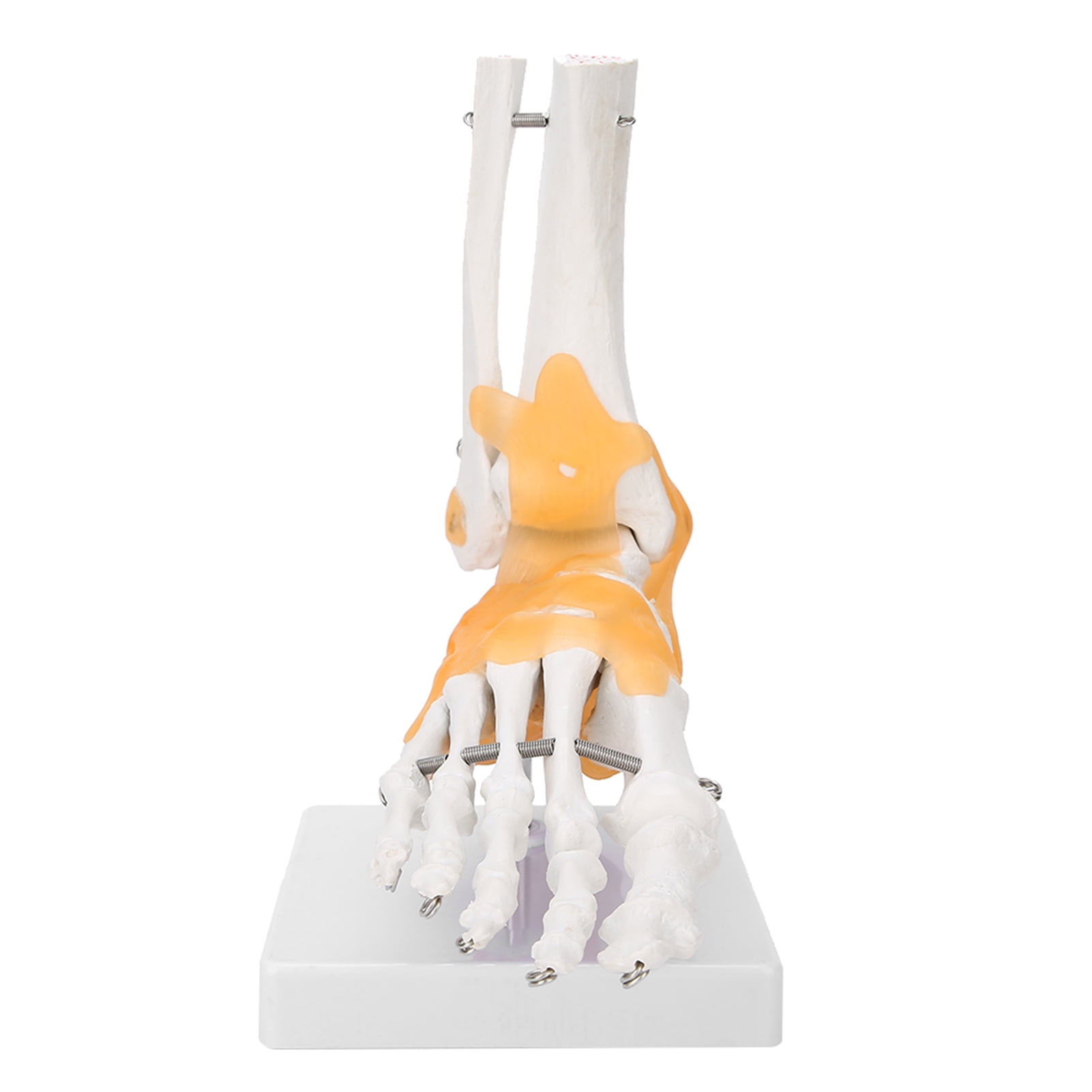 Life Size Human Foot & Ankle Anatomy Model - Medical Skeleton With Ligaments, PVC Construction, On Display Base (24x12x20cm)