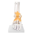 thumbnail image 1 of Foot Joint Model,Adult Human Skeleton Ligament Foot Model Foot Skeleton Model Optimal Efficiency, 1 of 7