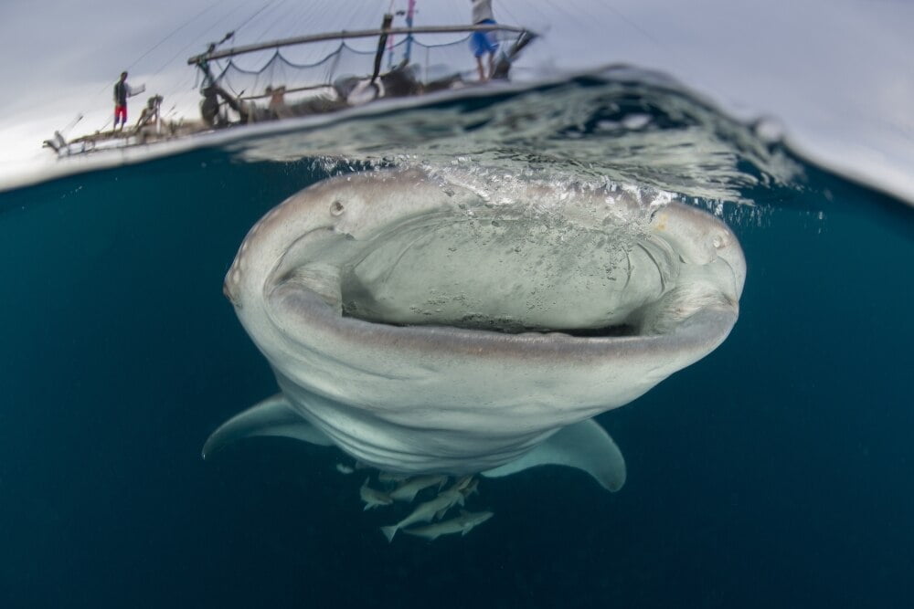 A whale shark with mouth wide open swimming underneath a bagan