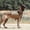 Coyote Brown, variant on Tactical Dog Backpack Dog Harness Military Tactical Dog Vest Leash Large Dog Outdoor Training Suit Military Dog Combat Suit Set Of Large Dog Camping Hunting And Rescue Equipment For Medium Large Dog