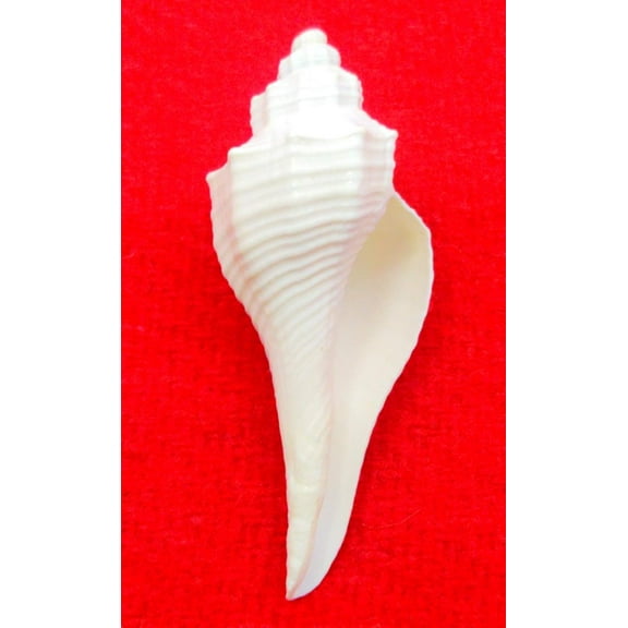 Original Dakshinavarti Sea Shell for Pooja- White (3-4 Inch) By Indian Collectible
