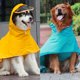 thumbnail image 4 of Impermeable para perros Chaqueta con capucha Visera transparente Capa impermeable para perros pequeños medianos grandes,Irfora Irfora Impermeable, 4 of 7