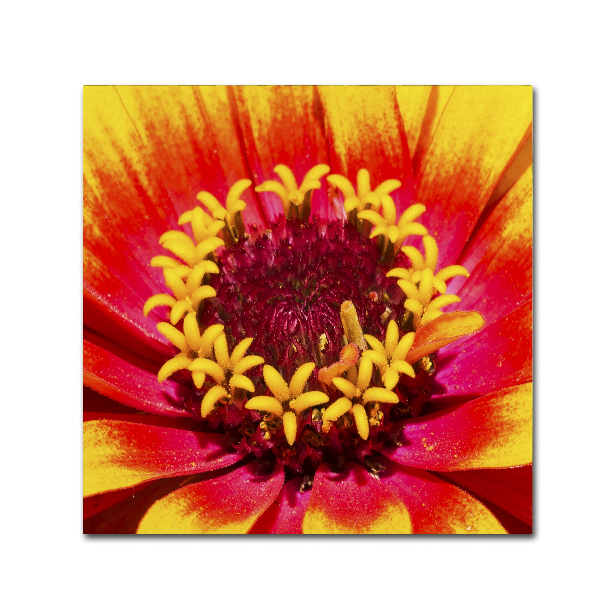 Trademark Fine Art "Floral Mass Coronal Ejection" Canvas Art by Kurt Shaffer