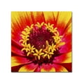 thumbnail image 2 of Trademark Fine Art "Floral Mass Coronal Ejection" Canvas Art by Kurt Shaffer, 2 of 4