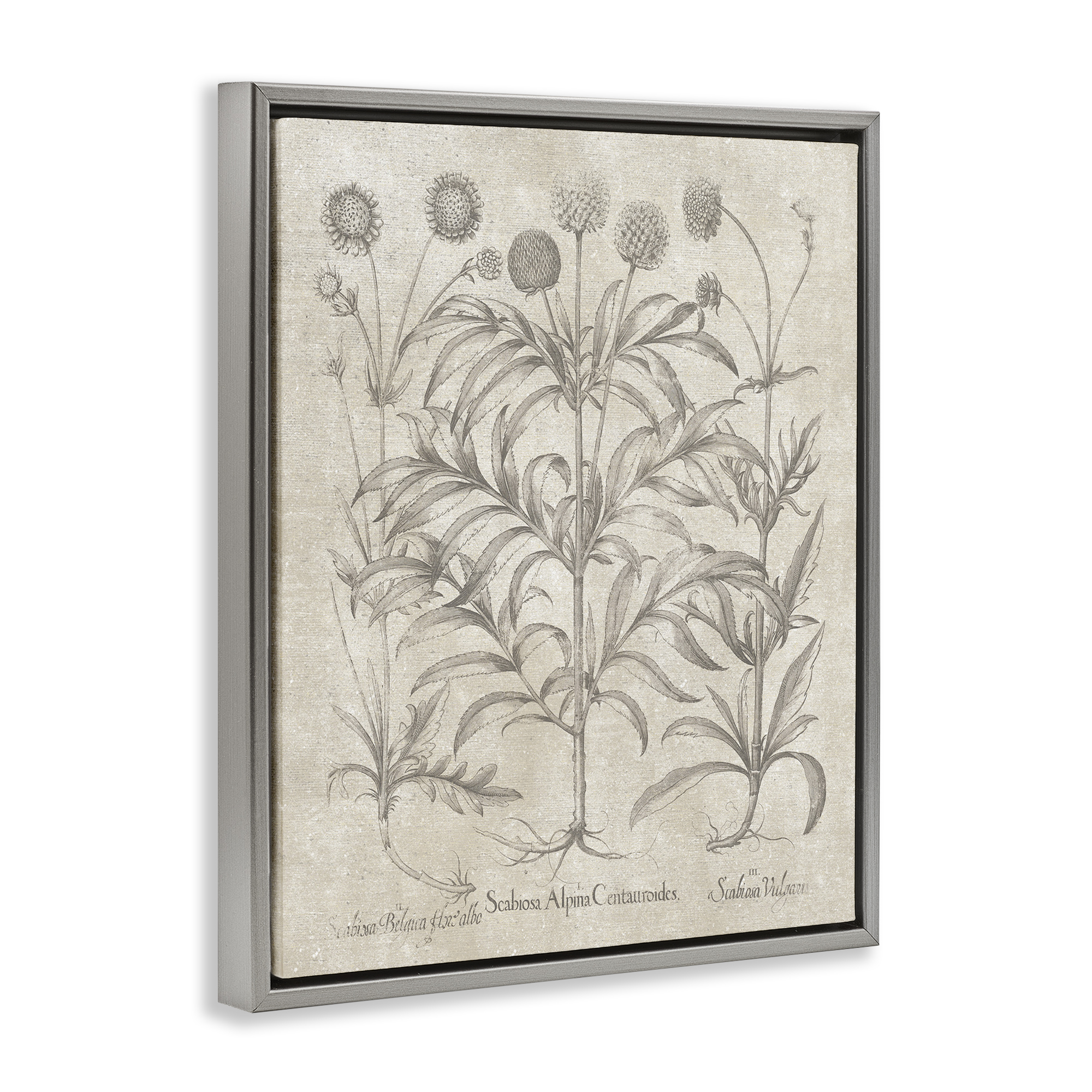 Stupell Industries Vintage Plant Life Botanical & Floral Painting Gray Floater Framed Art Print Wall Art, 17 x 21