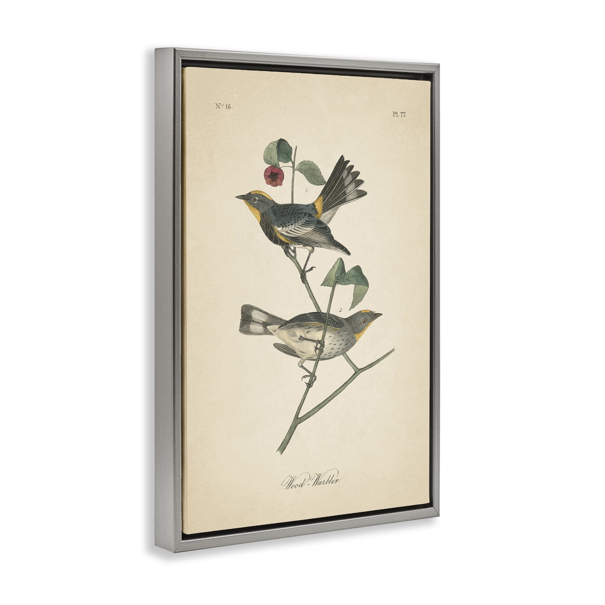 Stupell Industries Vintage Warbler Page Animals & Insects Painting Gray Floater Framed Canvas Art Print Wall Art, 17 x 25