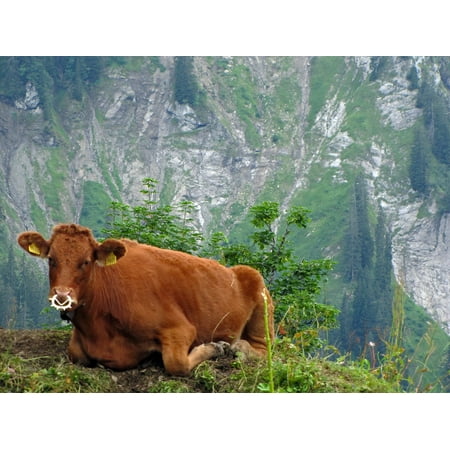 canvas print economy cow cows cattle beef calf switzerland stretched canvas 10 x (Best Way To Stretch Calves)
