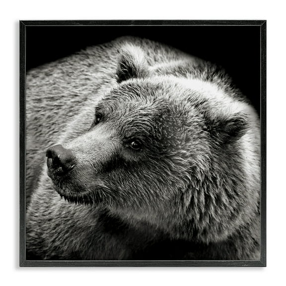 Stupell Industries Bear Looking Left Animals & Insects Photography Black Framed Art Print Wall Art, 12 x 12