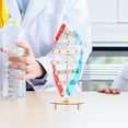 thumbnail image 2 of Kit de modelo de doble hélice de ADN de 2 piezas para autoensamblaje en aulas de biología Juguete didáctico para proyectos escolares y materiales de ciencias de la vida, 2 of 7