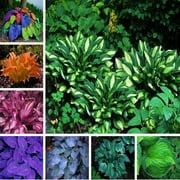 Hosta Bulbs Planting Bulbs Ornamental Garden Hard-Resistant Seedless Non-Artificial Herbs Home Decoration Perennial Attractive Experience