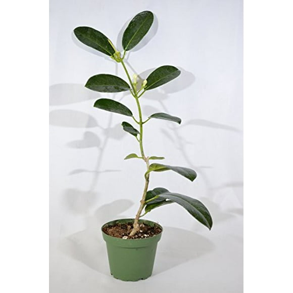 Indoor Jasmine Plants