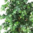thumbnail image 4 of 6' Palace Style Ficus Silk Tree, 4 of 8