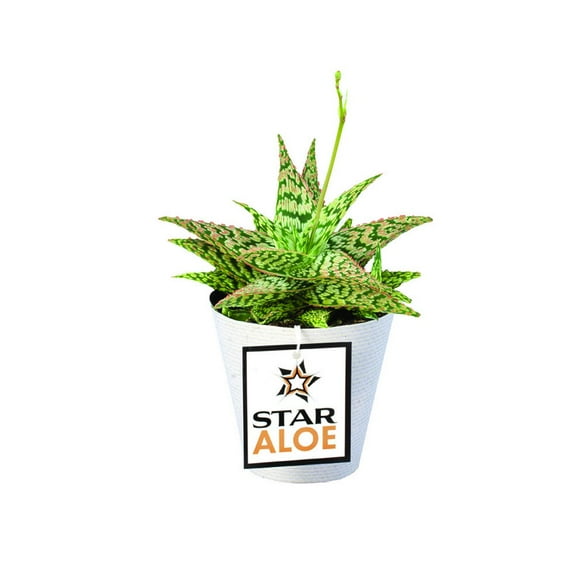 Altman Plants Colorful Star Aloe | Unique Houseplant Gift | 3.5 in Pot | Easy Plant Care | Full Sun