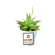 Element 9CM Star Aloe TM