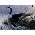 thumbnail image 2 of Goebel, Wilhelm 18x14 White Modern Wood Framed Museum Art Print Titled - 1992 Canada Goose, 2 of 4