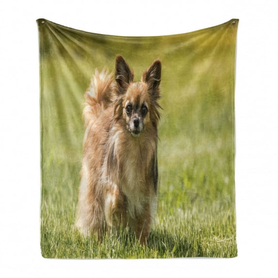 Chihuahua Soft Flannel Fleece Throw Blanket, Photo of Long Haired Small Dog in Grass on Blurred Background, Cozy Plush for Indoor and Outdoor Use, 50" x 60", Khaki Camel Dark Cocoa, by Ambesonne