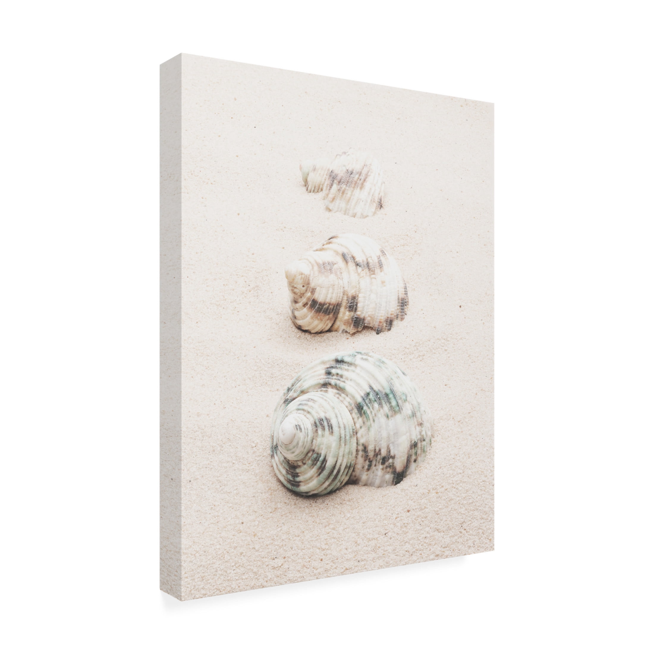 Pictufy Studio III 'Shells' Canvas Art - 18 x 24 Inches