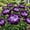 G, variant on 2 Peony Roots-Low‑Maintenance, Easy‑Grow for Garden Beds,Borders,Plant Pots & Planters