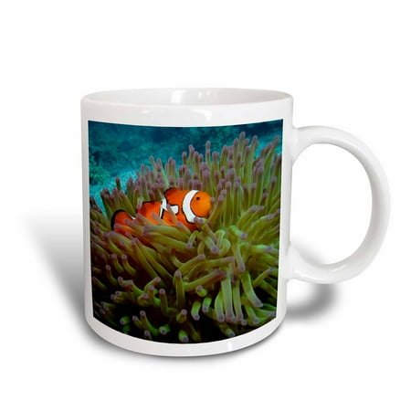 3dRose Western Clownfish, Great Barrier Reef, Australia-AU01 DWA3022 - David Wall, Ceramic Mug, 15-ounce