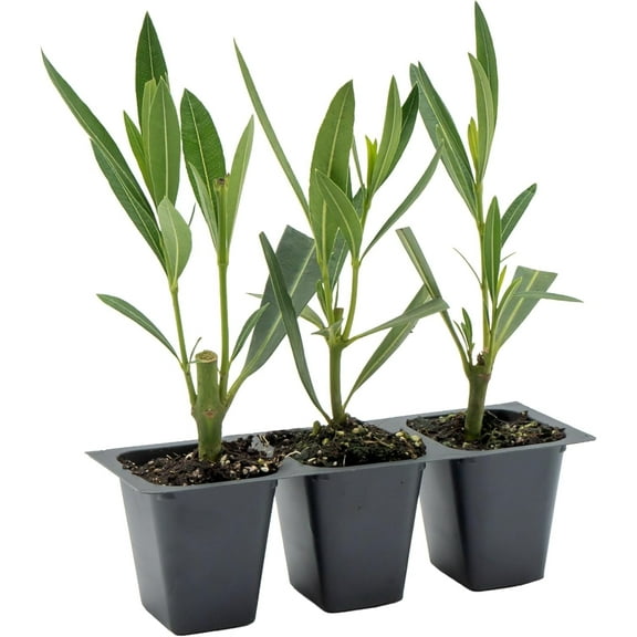 3 Nerium Red Oleander Shrubs | Live Plants in 2.5-inch Nursery Cubes | Jannoch Variety | Deer-Resistant Evergreen Perennial | Stunning Red Blooms for Outdoor Hedges & Garden Landscaping