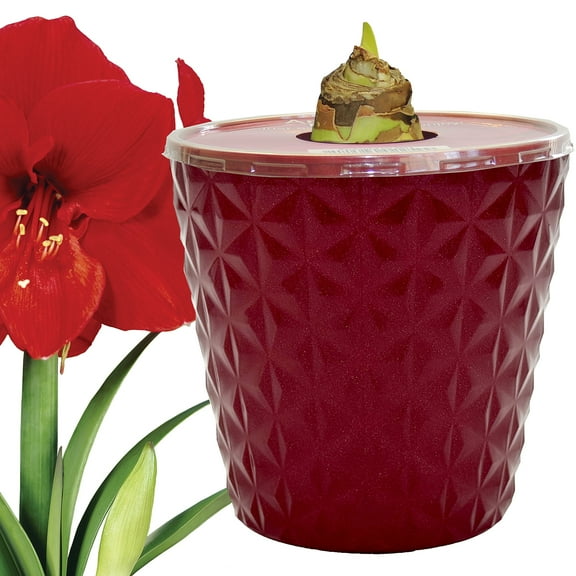 EuroBlooms Amaryllis Ferrari Red Pot Live Plant Indoor Decorative