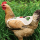 thumbnail image 5 of Delantal para silla de pollo, protector de plumas, protector de espalda, delantal para silla de pollo, 5 of 5