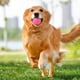 thumbnail image 4 of Juguete chirriante para perros. Artículos para mascotas. Juguete chirriante para perros que muerden con fuerza. Adiestramiento de cachorros., 4 of 5