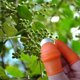 thumbnail image 3 of Agarre con los dedos Recolección de uvas Cosecha Pepper Haven, 3 of 8