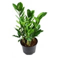 thumbnail image 3 of Zoe ZZ Plant, 3 of 3