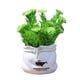 thumbnail image 5 of Mini plantas artificiales Gloria Flor de margarita artificial en maceta 10x18cm, 5 of 9