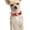 Red, variant on Adjustable PU Leather Pet Choker Collar for Small Dogs and Puppies Comfortable Training Neck Strap