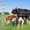 6ft x 100ft, variant on Gaderth 6Ft x 100Ft Heavy-Duty Galvanized Wire Livestock Fence, Durable Metal Mesh for Cattle, Goat & Deer Protection, Corrosion-Resistant Farm & Yard Barrier