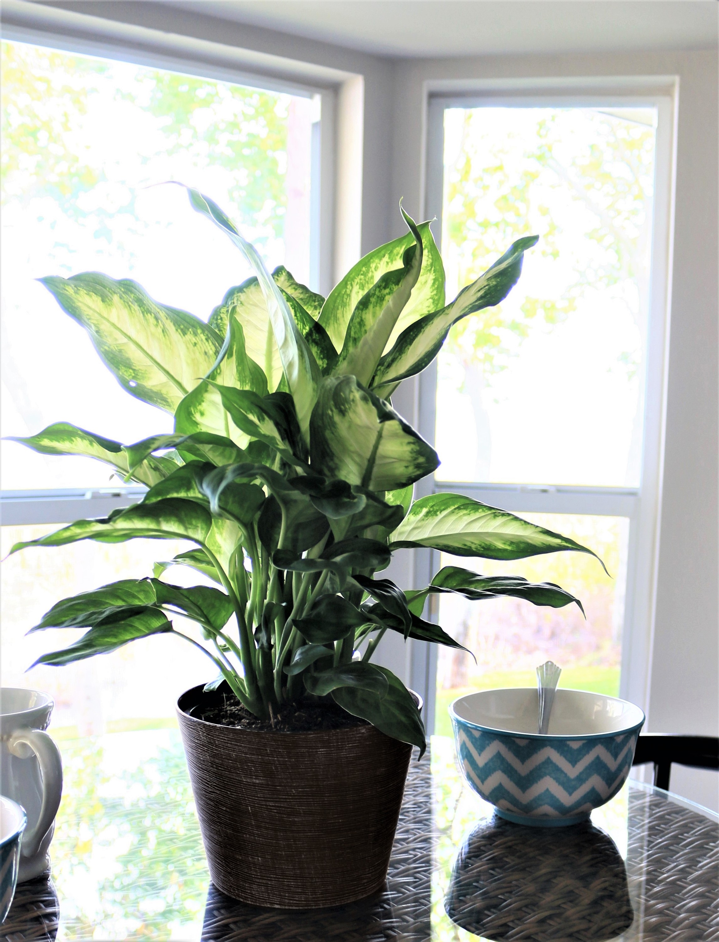 Costa Farms Live Indoor 12in. Tall Multicolor Dieffenbachia, Indirect Sunlight, Plant in 6in. Grower Pot - image 5 of 10