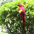 thumbnail image 2 of 3 Pieces Artificial Animal Feathers, Birds, Taxidermy, Garden, Home Decoration, 3 Colors, 2 of 7