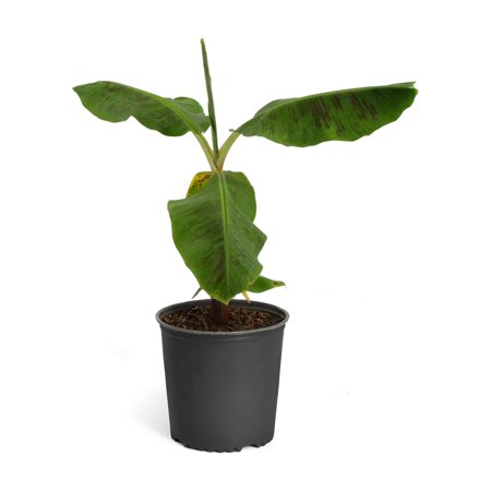Brighter Blooms - Cold Hardy Banana Tree, 3 Gal. - No Shipping to AZ