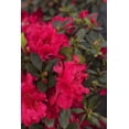 thumbnail image 2 of Red Ruffle Azalea  10 Live Seedlings  Rhododendron 'Red Ruffle'  Perfect for Colorful Vibrant Gardens  Hardy & Easy to Grow, 2 of 9