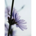 thumbnail image 2 of Chicory Seeds/ Perennial/ Full Sun/7K Seeds 1/4 oz/ Zellajake Farm and Garden- B207, 2 of 5