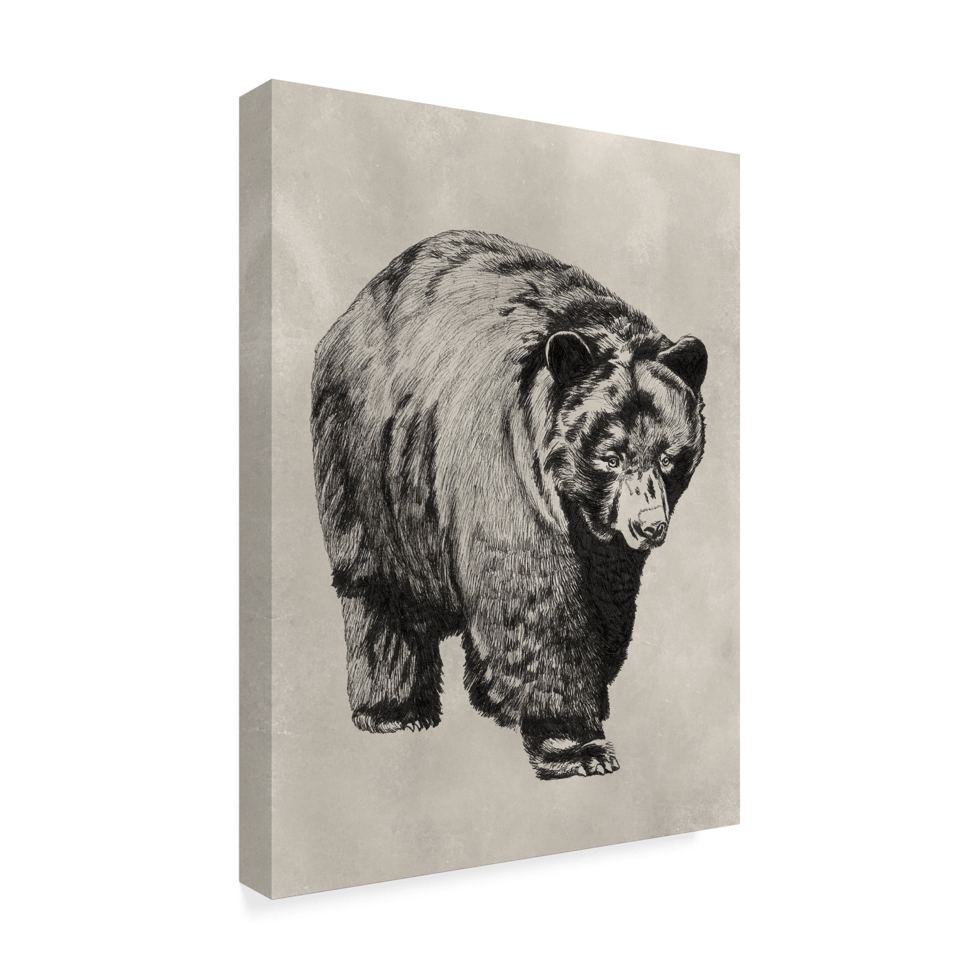 Trademark Fine Art 'Pen And Ink Bear I' Canvas Art by Naomi McCavitt