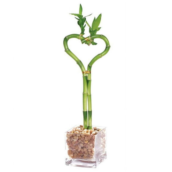 From You Flowers - Sweetheart Bamboo Plant for Birthday, Anniversary, Get Well, Congratulations, Thank You, All Occasions