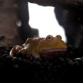thumbnail image 3 of thinsony Simulation Reptile Hiding Cave Hole Adornment Artificial for Turtle Tortoise Large, 3 of 9