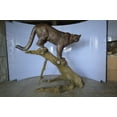 thumbnail image 2 of Nifao Mountain Lion Bronze Statue – Garden Outdoor Decor Sculpture, 73"L x 41"W x 65"H, 2 of 11