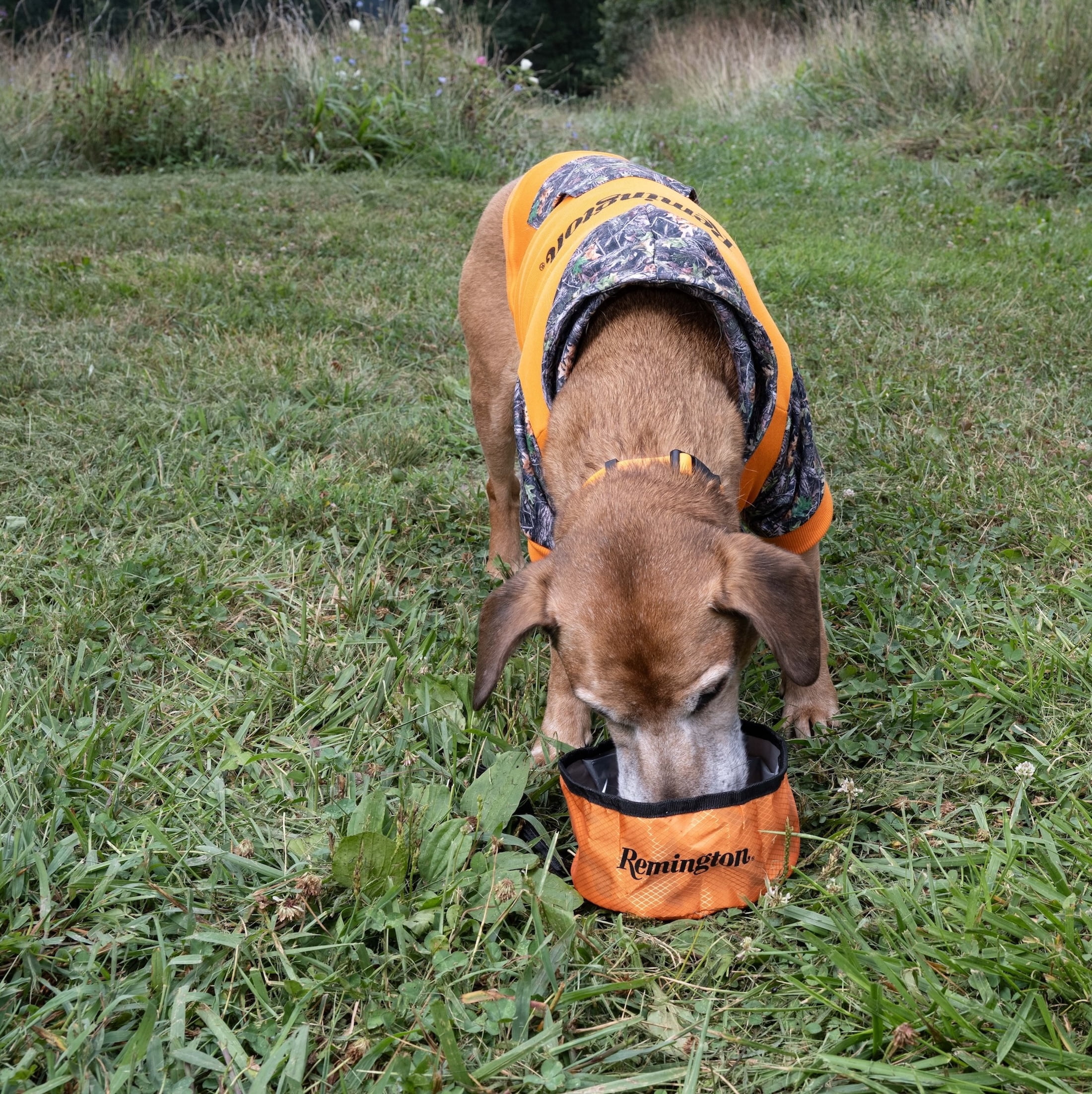 Remington Packable Travel Dog Bowl, Orange