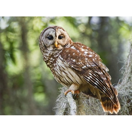 Barred Owl in Old Growth East Texas Forest With Spanish Moss, Caddo Lake, Texas, USA Print Wall Art By Larry (Best East Texas Towns)