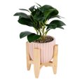 thumbnail image 4 of Better Homes & Gardens 11” x 4.4” Artificial Peperomia Plant in Pink Ribbed Ceramic Pot With Wooden Stand, 4 of 10