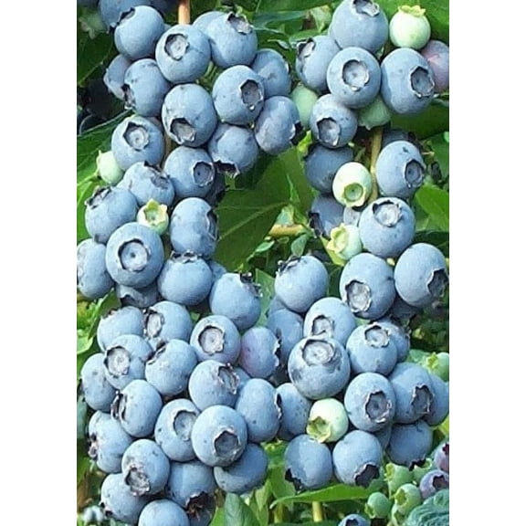 10 Rabbiteye Blueberry Seeds PIE BERRIES