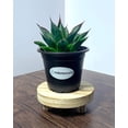 thumbnail image 7 of MicroStarts Live Blue Glow Agave Succulent Plant in 4 inch pot (1 count), 7 of 7