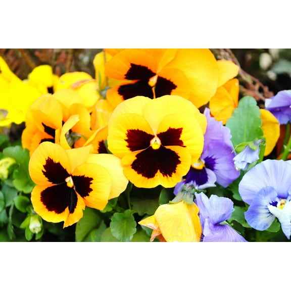 50 YELLOW & BROWN PANSY Violet Viola Wittrockiana Flower Seeds