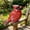 A, variant on Resin Cardinal Bird Figurine, Northern Red Cardinal Statue, Outdoor Garden Decorative Bird Sculpture for Yard, Patio, Porch