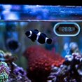 thumbnail image 5 of Hweilai Aquarium Thermometer, Aquarium Digital Thermometer, for Fish Tank, LED Display Thermometer, 5 of 5