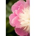 thumbnail image 2 of Millet, Karyn 11x14 Black Ornate Wood Framed with Double Matting Museum Art Print Titled - Pink and White Peony II, 2 of 4